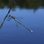 Scarce Emerald Damselfy