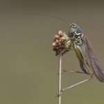 Roesel's Bush Cricket