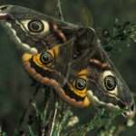 Emperor Moth